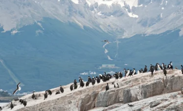 Canal de Beagle + Pingüinera Isla Martillo – Navegación desde Ushuaia
